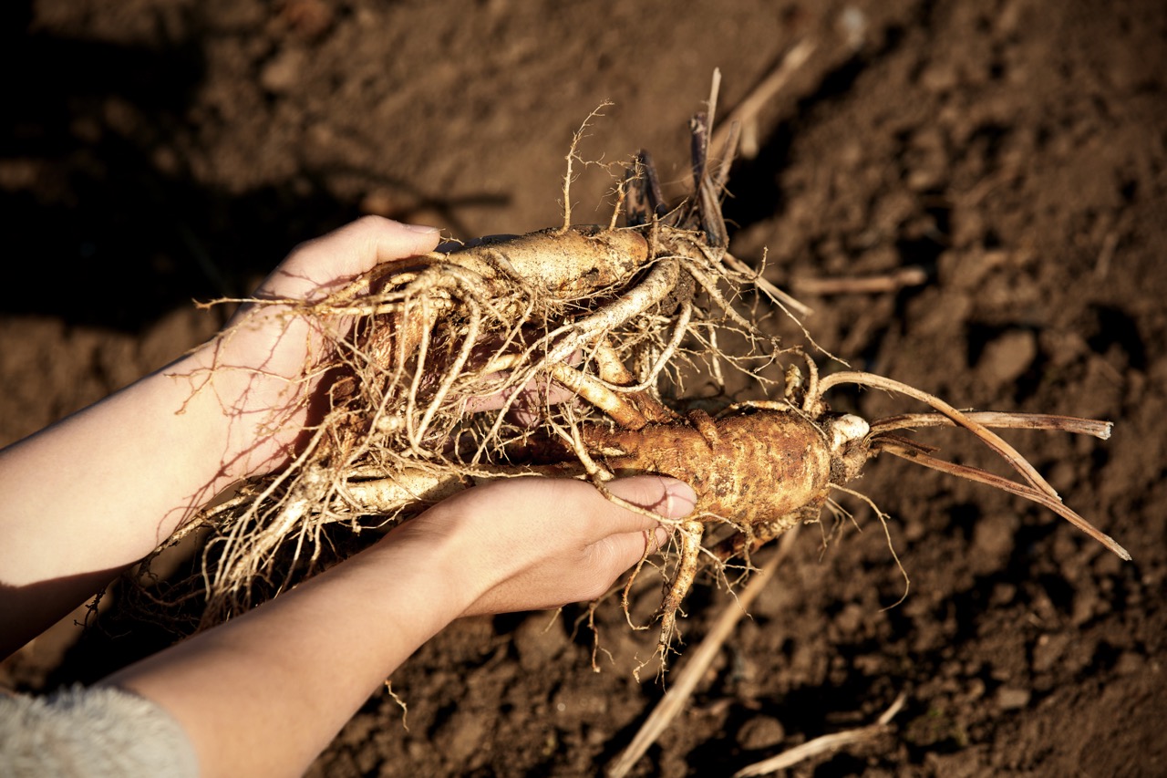 Ra mắt chi nhánh Hồng sâm Hwang Pung Jung tại Gia Lâm: Tri ân khách hàng với ưu đãi đến 20%